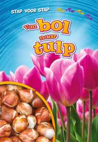 Stap voor stap  -   Van bol naar tulp