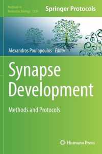 Synapse Development