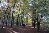 Bomen langs de route