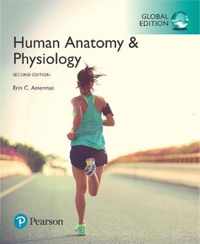 Amerman: HumanAnatomy&Phy GE_p2