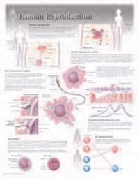 Human Reproduction Laminated Poster