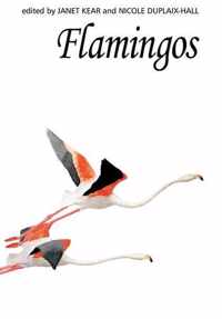 Flamingos