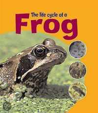 The Life Cycle Of A Frog