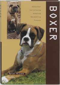 Boxer