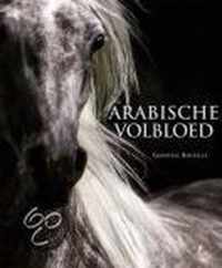 De Arabische volbloed