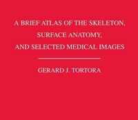 A Brief Atlas of the Skeleton Surface Anatomy, and Selected Medical Images