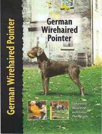 German Wirehaired Pointer