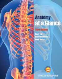 Anatomy at a Glance