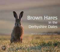 Brown Hares In The Derbyshire Dales