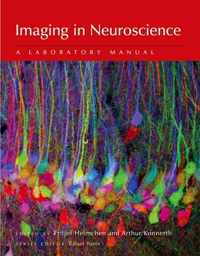 Imaging in Neuroscience