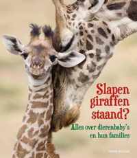 Slapen giraffen staand ?