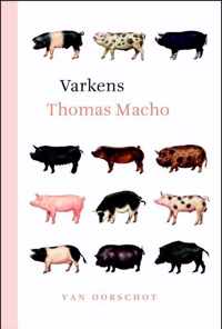 Varkens