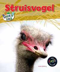 Dieren in beeld  -   Struisvogel