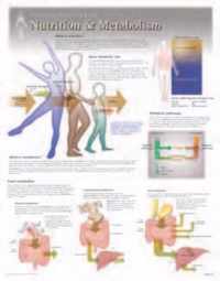 Nutrition & Metabolism Laminated Poster