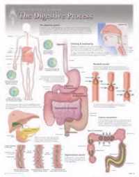 Digestive Process Laminated Poster