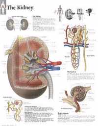 Kidney Laminated Poster