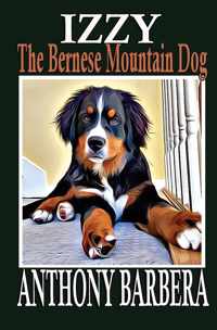 Izzy the Bernese Mountain Dog