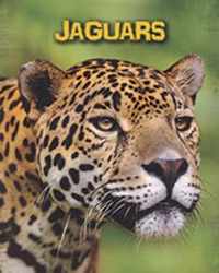 Jaguars