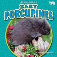 Baby Porcupines