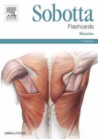 Sobotta Flashcards Muscles