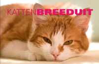 Breeduit - Katten Breeduit