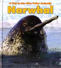 Narwhal