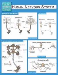 Human Nervous System (Speedy Study Guide)