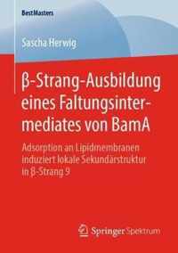 -Strang-Ausbildung eines Faltungsintermediates von BamA