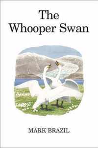 The Whooper Swan