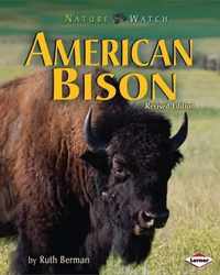 American Bison