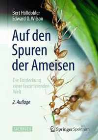 Auf Den Spuren Der Ameisen