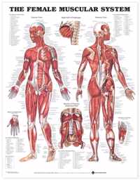 The Female Muscular System Anatomical Chart