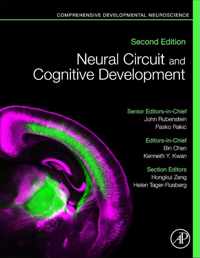 Neural Circuit and Cognitive Development