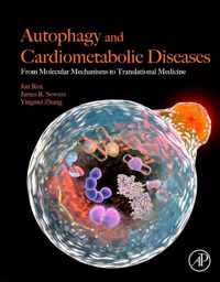 Autophagy and Cardiometabolic Diseases