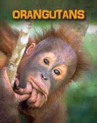 Orangutans