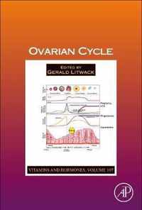 Ovarian Cycle