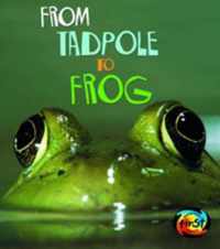 From Tadpole to Frog