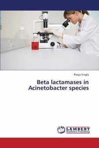 Beta Lactamases in Acinetobacter Species