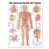 Vascular System and Viscera Anatomical Chart