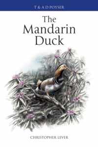 Mandarin Duck