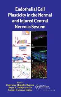 Endothelial Cell Plasticity in the Normal and Injured Central Nervous System