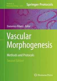 Vascular Morphogenesis