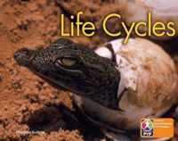 PYP L6 Life Cycles single