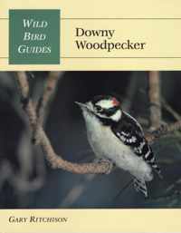 Downy Woodpecker