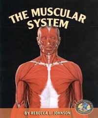 The Muscular System