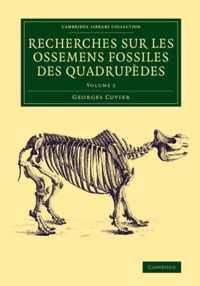 RECHERCH OSSEMENS FOSSILE QUAD V2