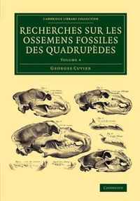 RECHERCH OSSEMENS FOSSILE QUAD V4