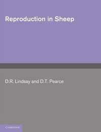 Reproduction in Sheep