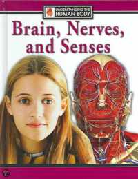 Brain, Nerves, and Senses