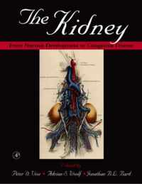 The Kidney